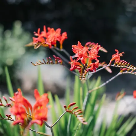 Carus House @ Carus *